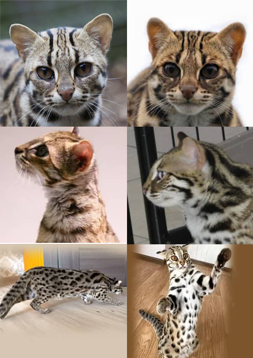 Asian Leopard Cat