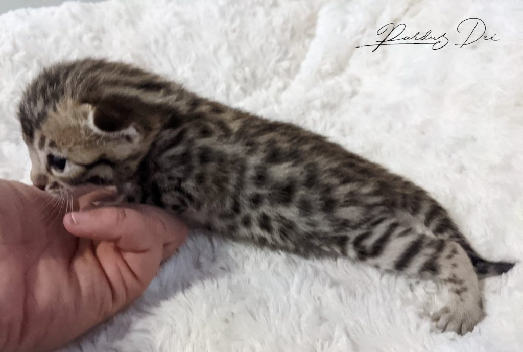 Chaton Bengal Brown