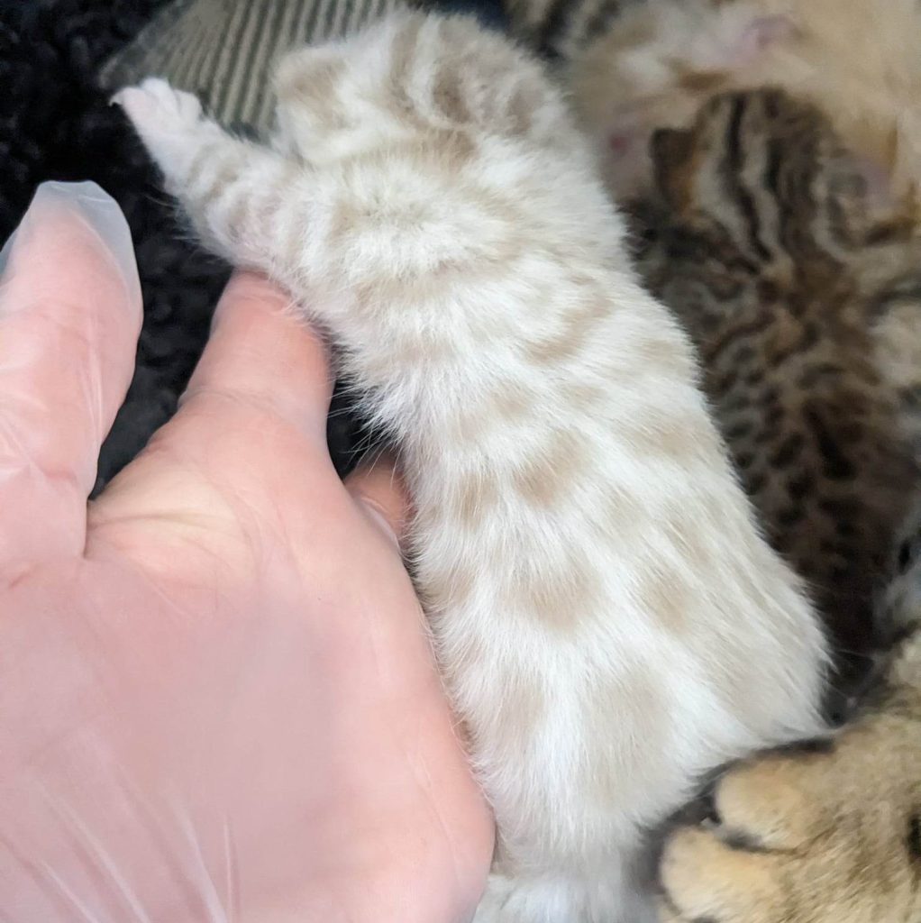 Chaton bengal Snow Mink