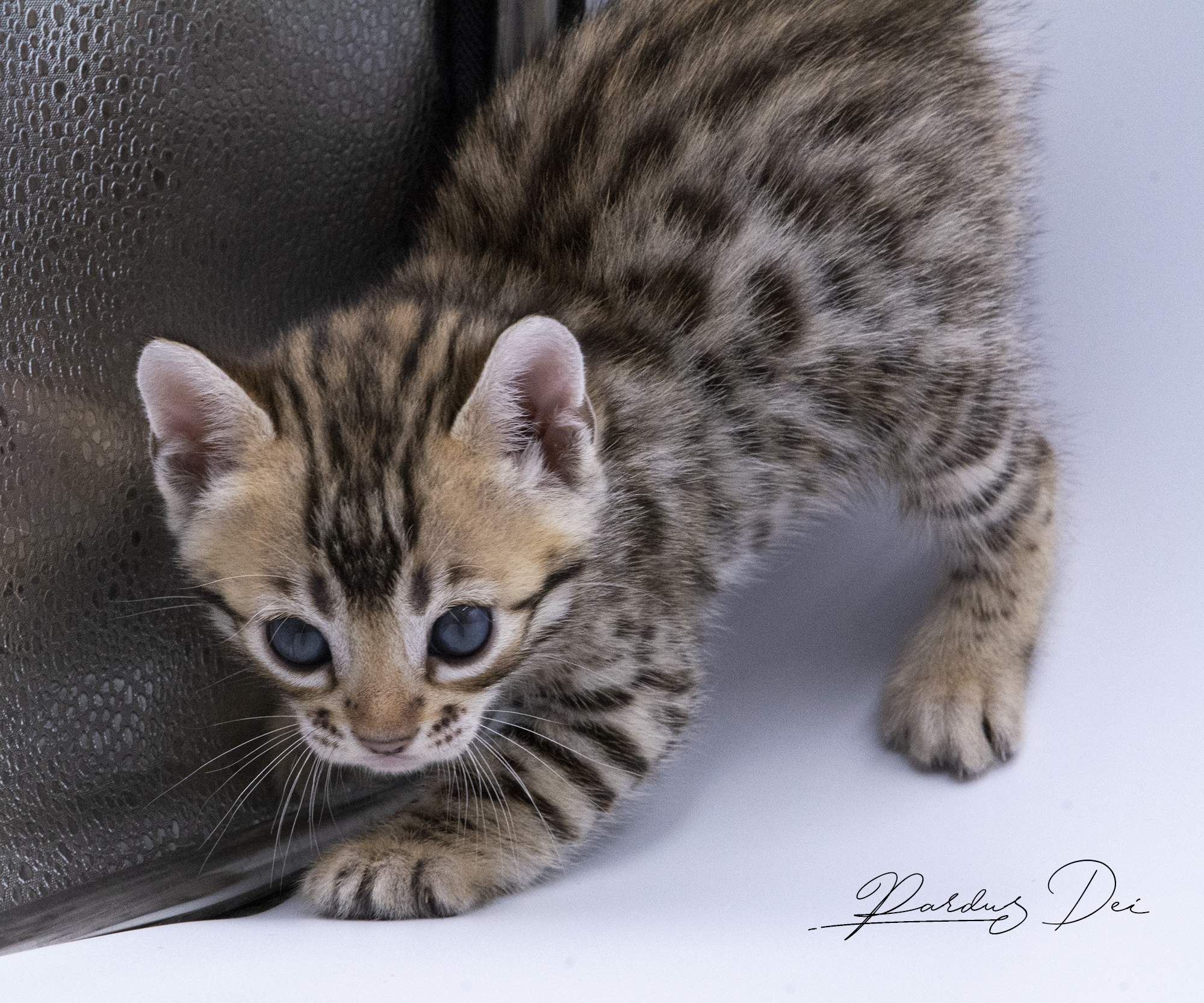 Bengal Brown