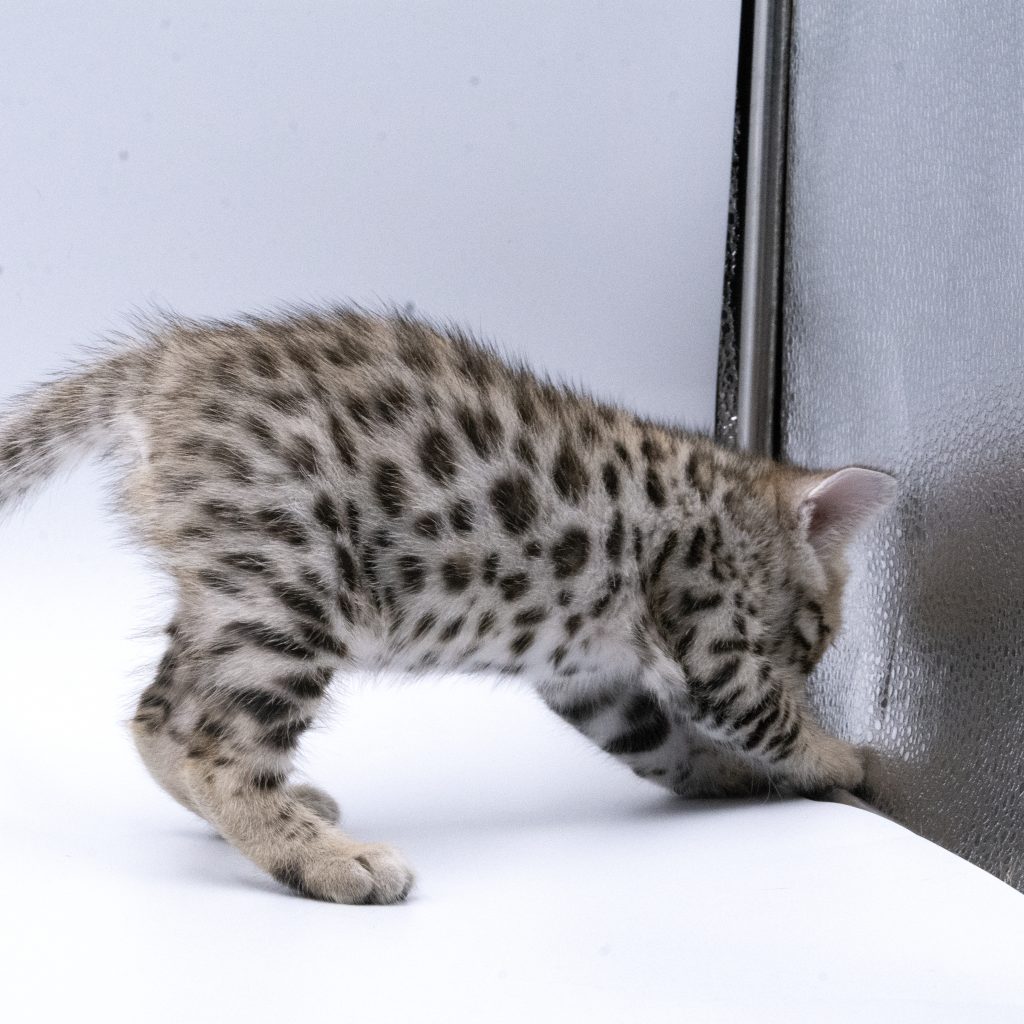 Chaton Bengal Brown Pardus Dei