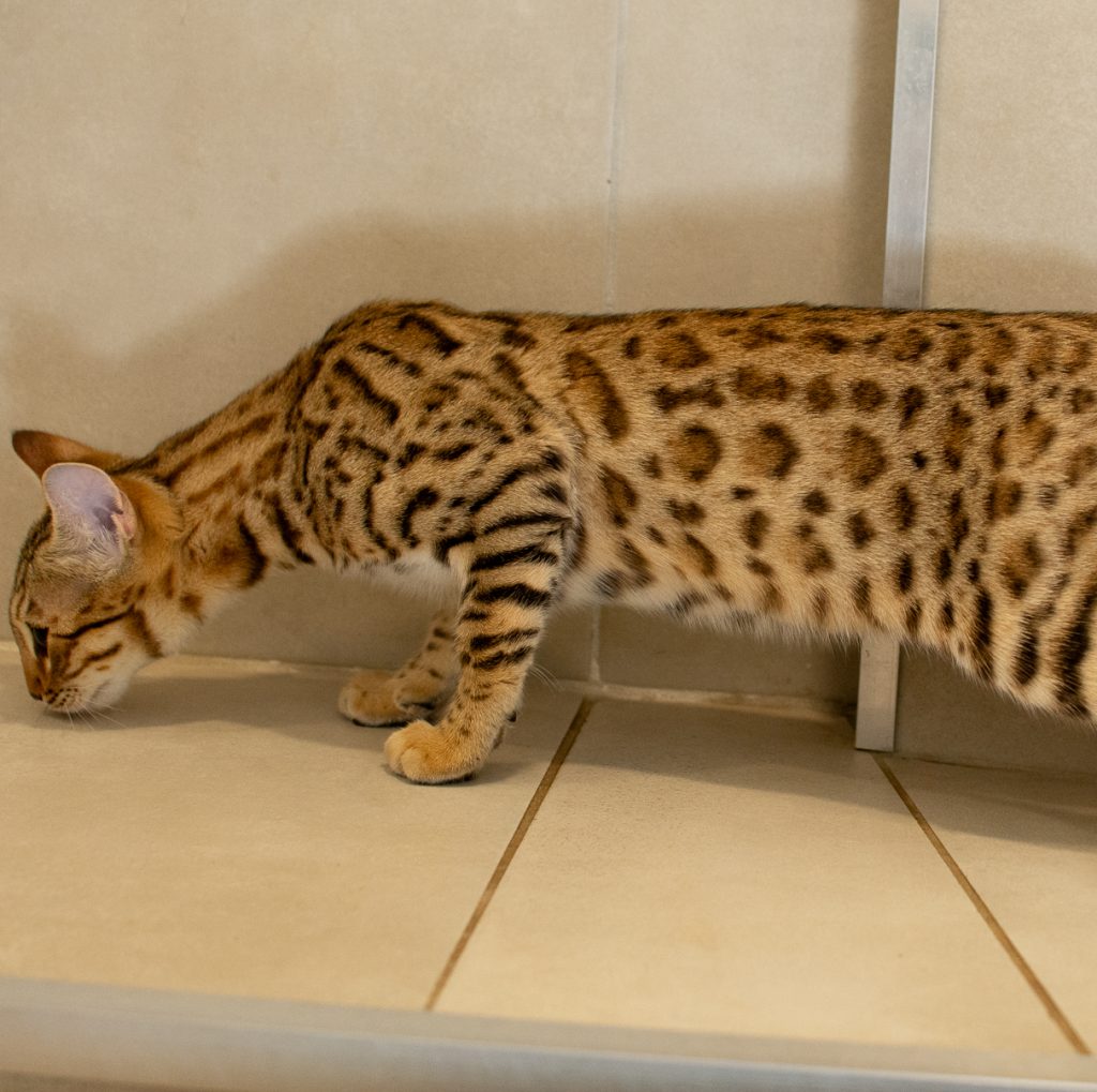 Chaton Bengal Brown Pardus Dei