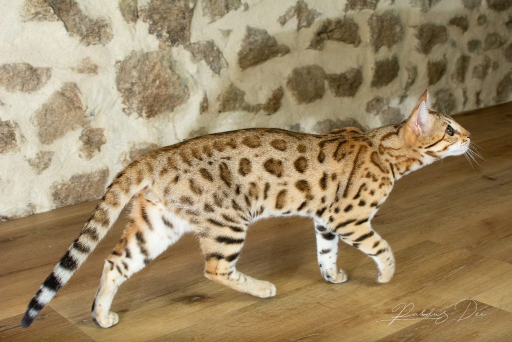 Bengal Brown