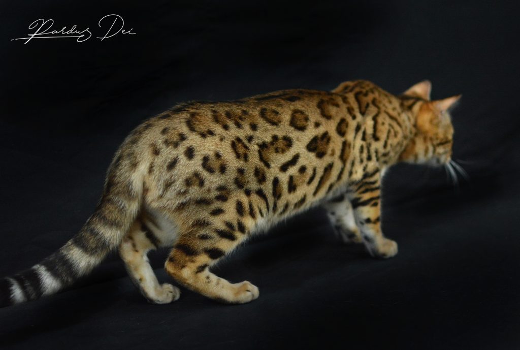 Chat bengal brown paw print