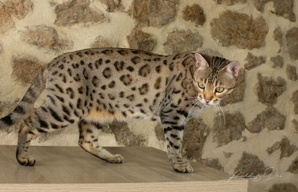 Chat Bengal