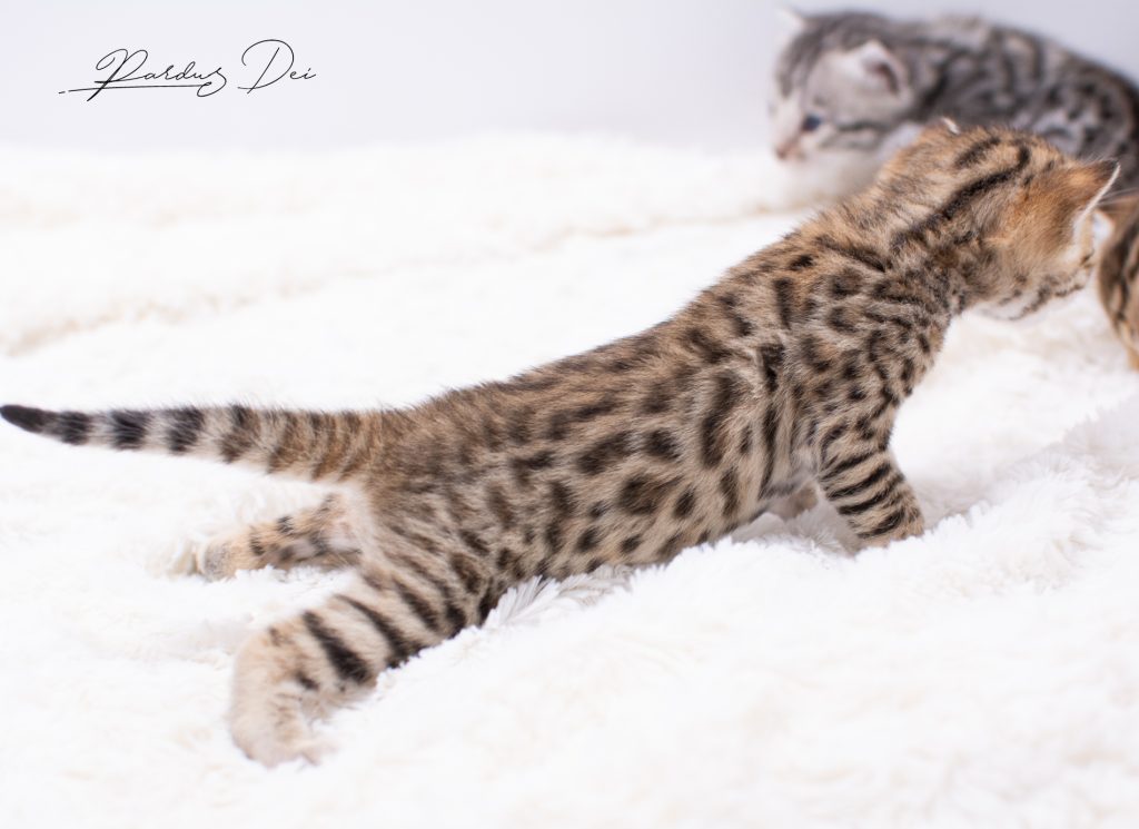 Chaton Bengal Brown Pardus Dei