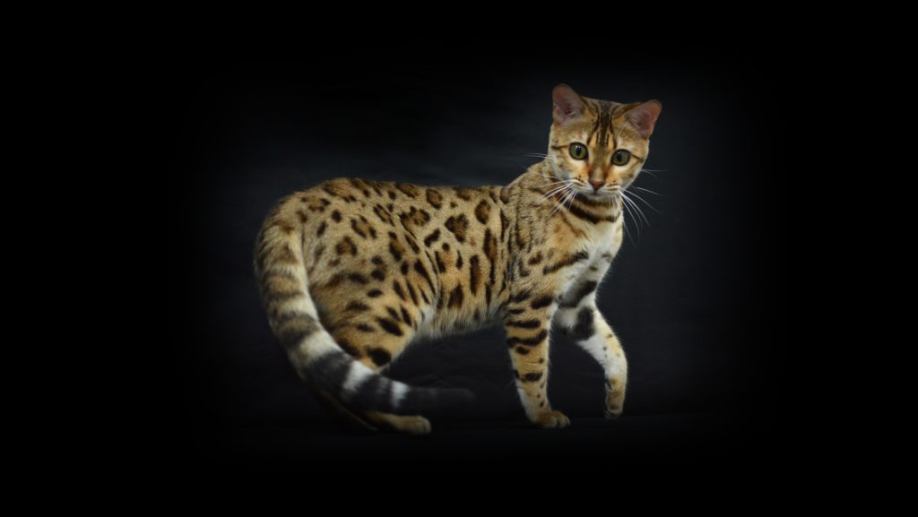 Chat Bengal Pardus Dei