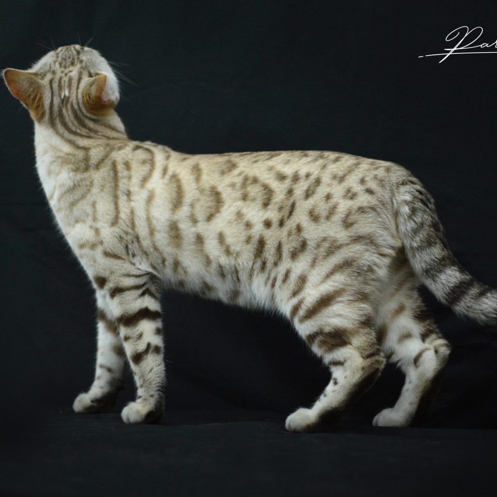 Chat bengal Snow Mink