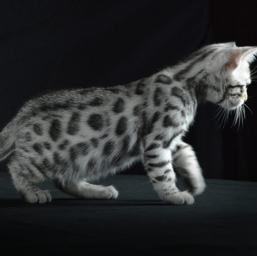 Chaton Bengal Silver
