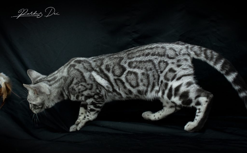 Bengal silver clouded