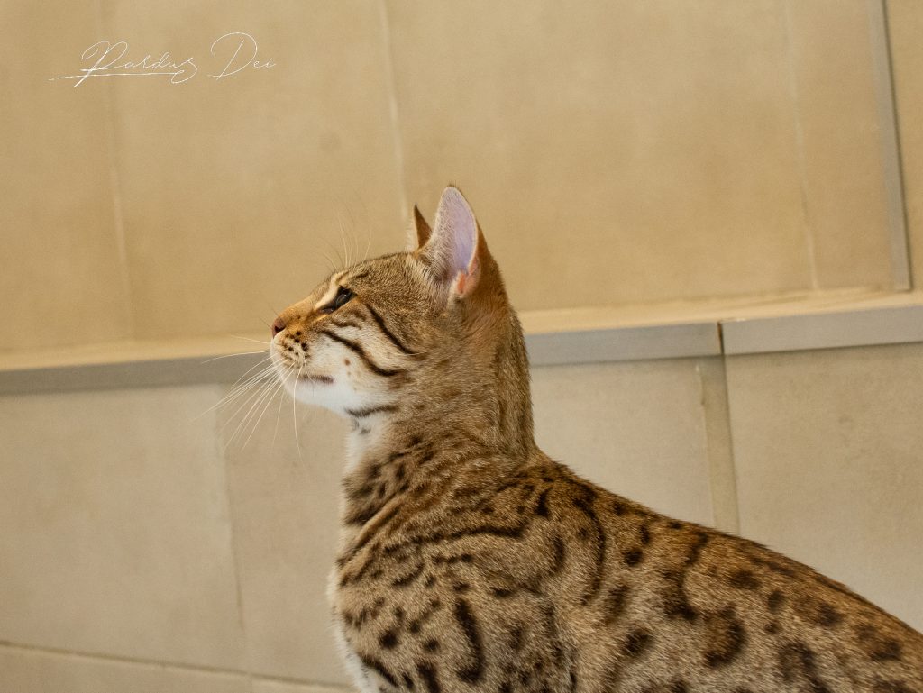 Chat Bengal Brown Pardus Dei