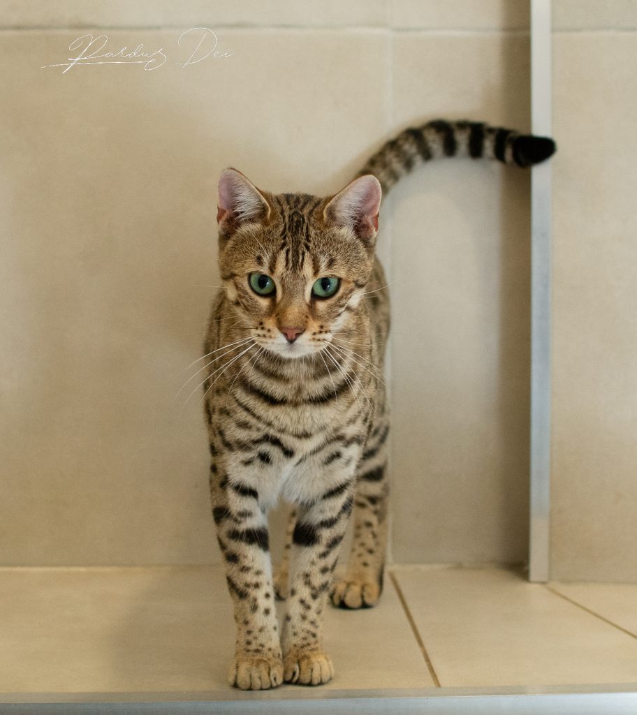 Chat Bengal Brown Pardus Dei