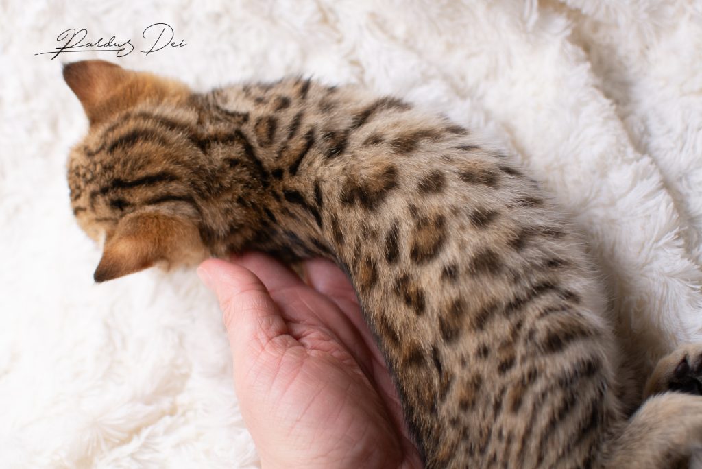 Chaton Bengal Brown Pardus Dei