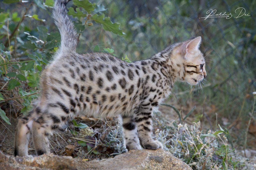 Chaton Bengal Brown Pardus Dei