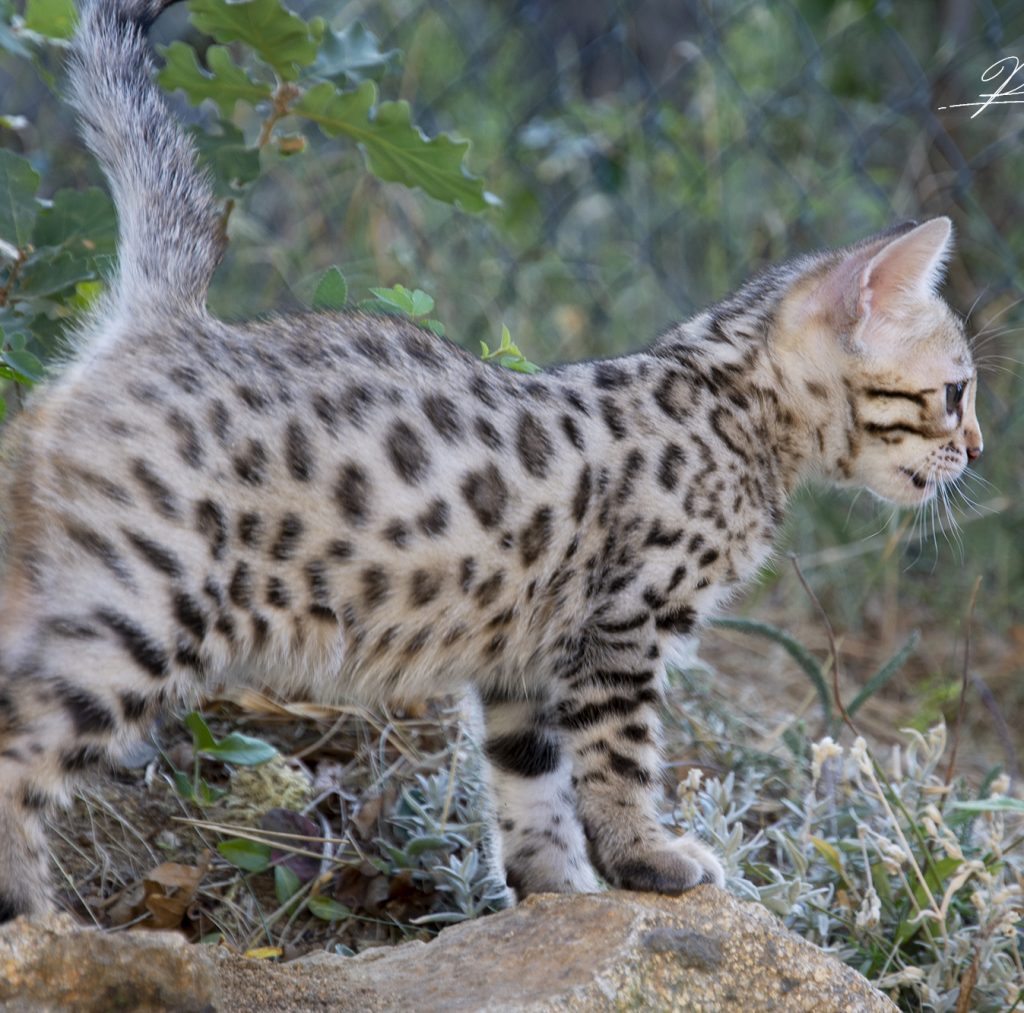Chaton Bengal Brown Pardus Dei
