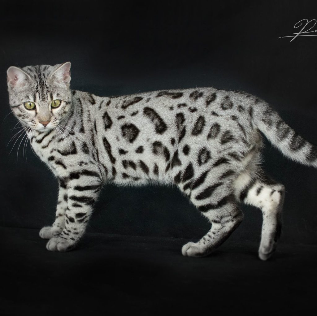 Chat Bengal Silver