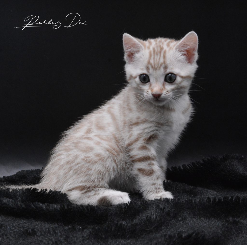 Chaton bengal Snow Mink
