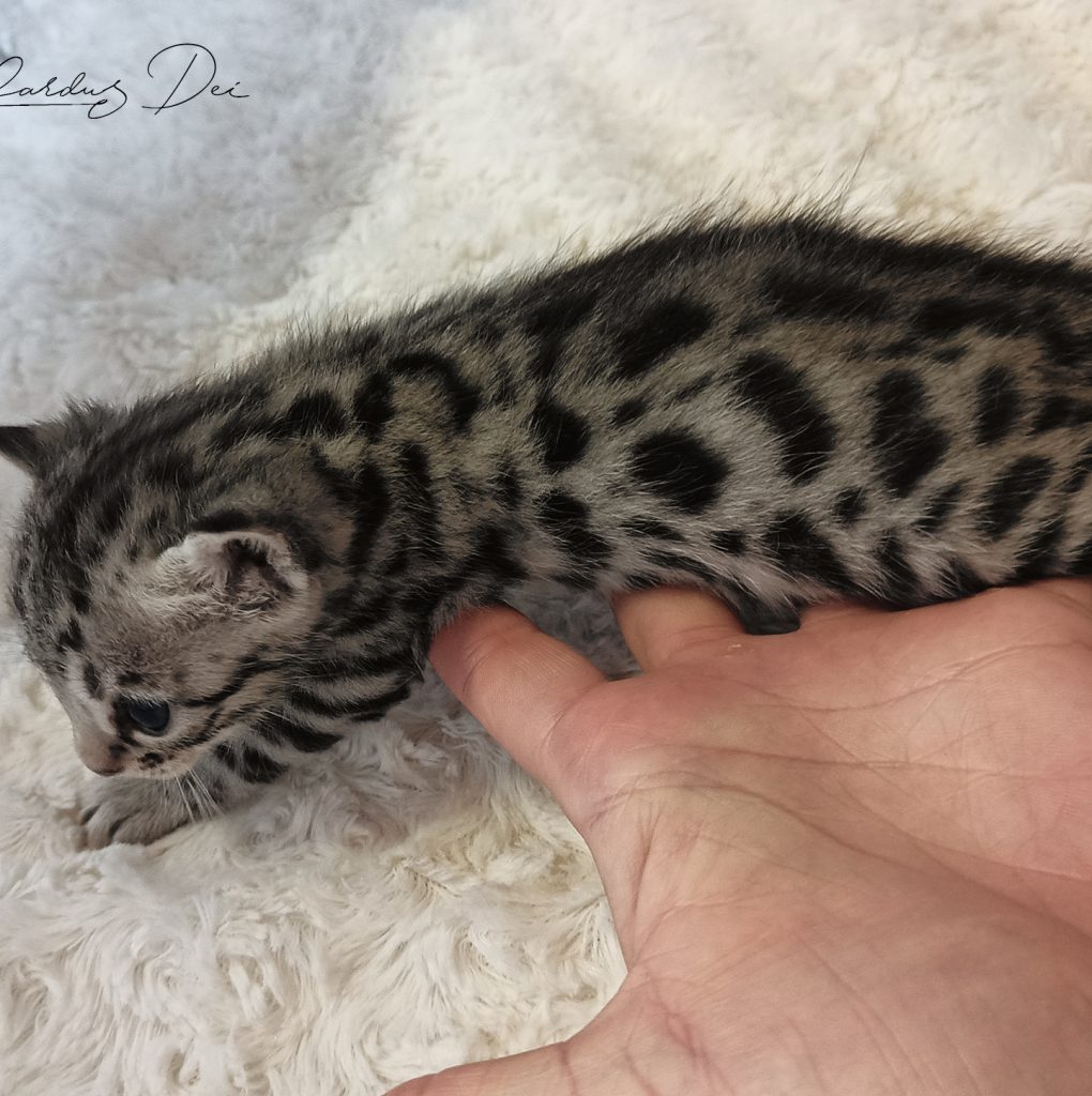 Chaton Bengal Silver