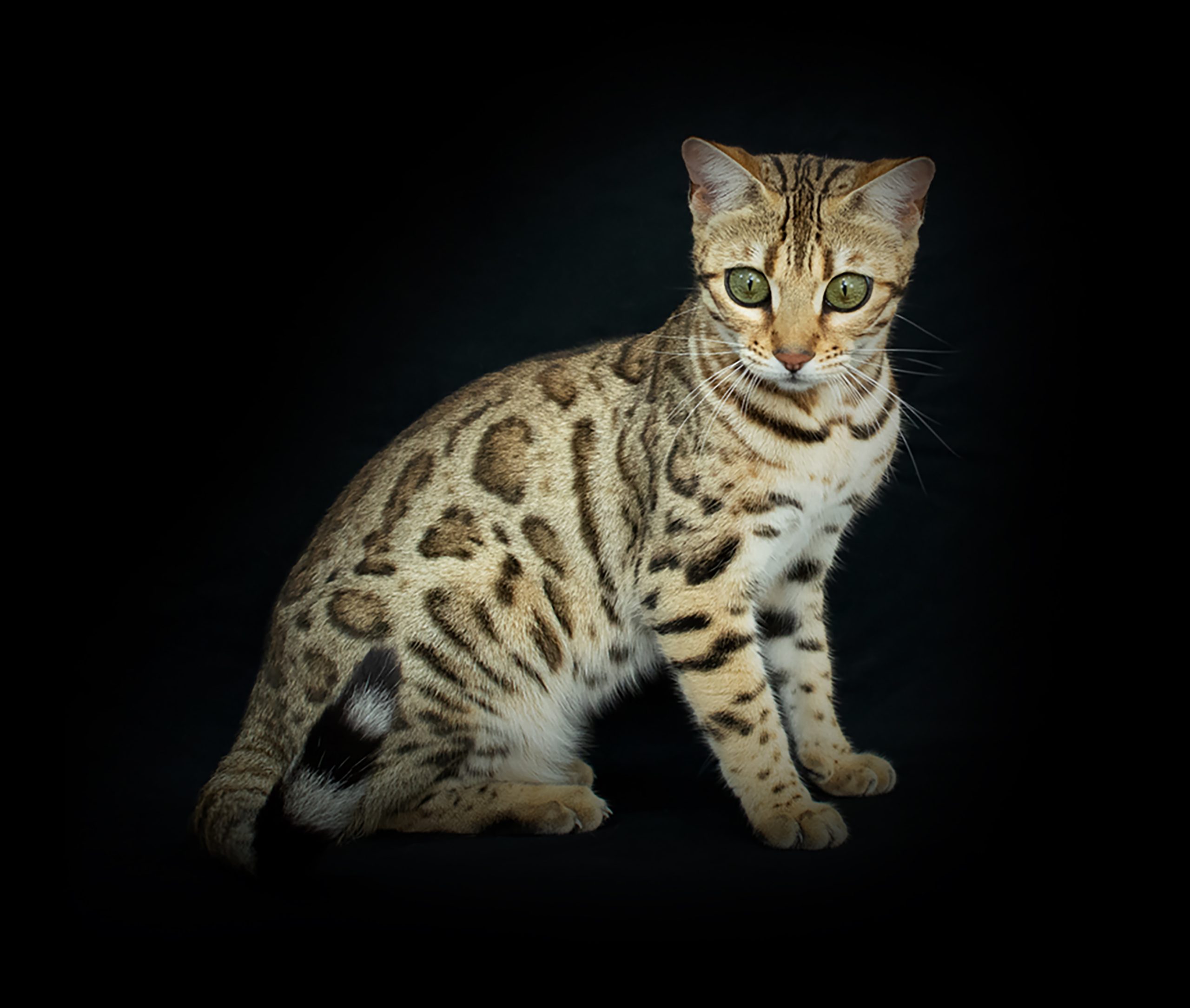 Chat Bengal Pardus Dei
