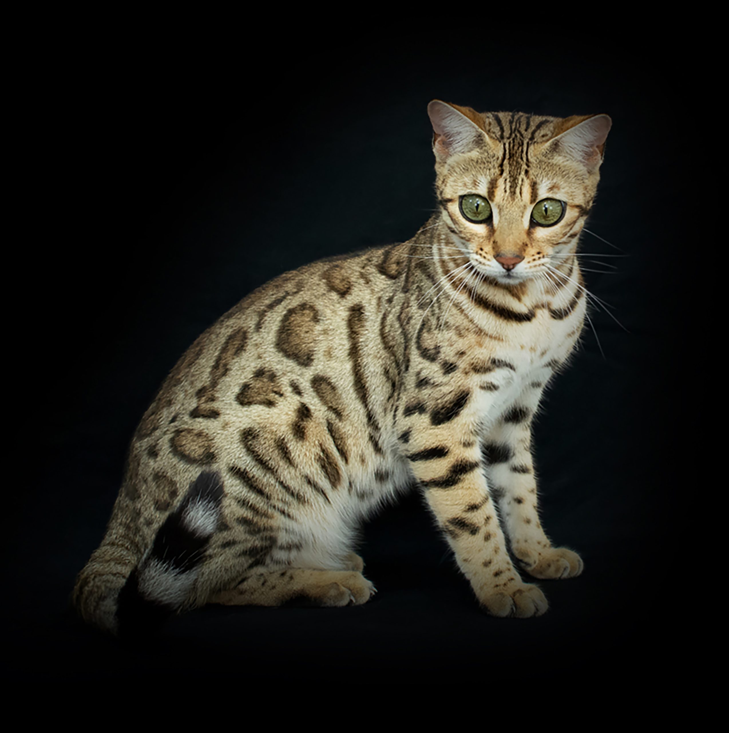 Chat Bengal Brown Pardus Dei
