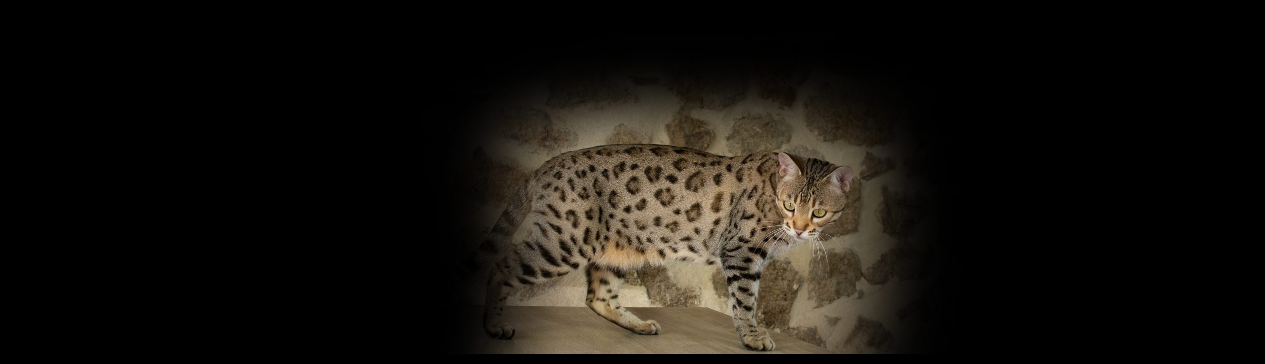 Chat Bengal Brown Pardus Dei