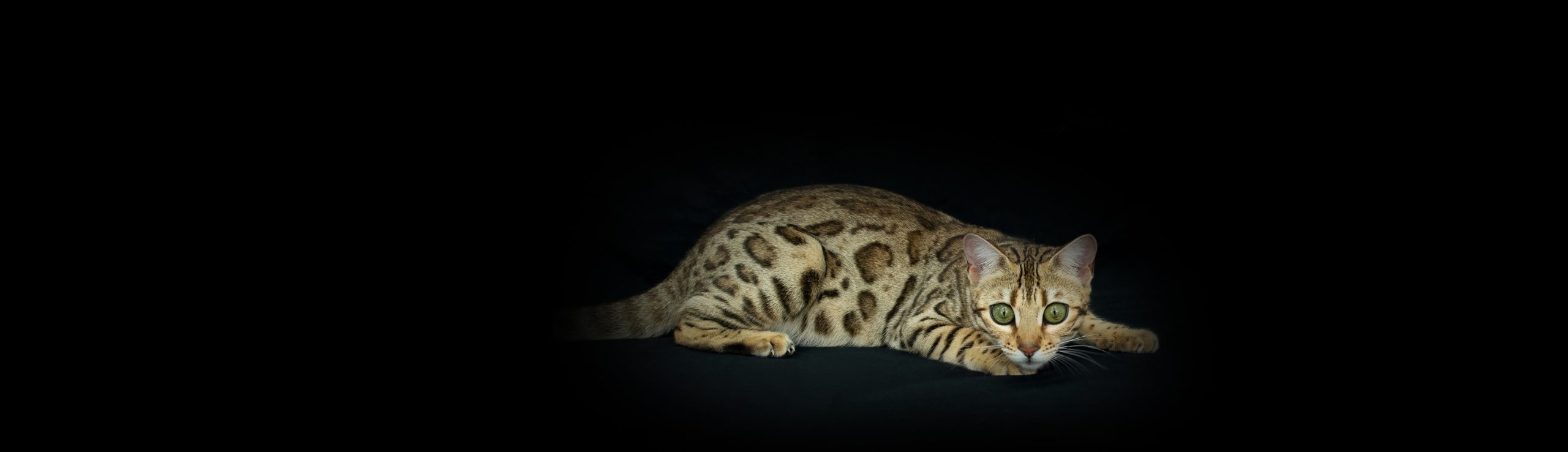 Chat Bengal Brown Pardus Dei