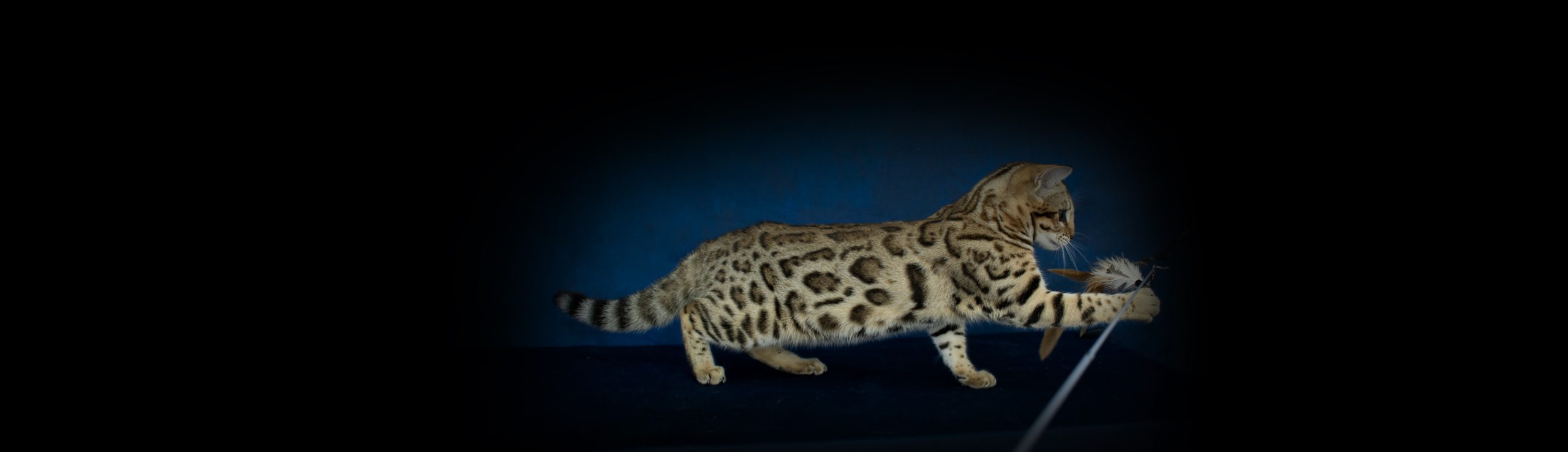 Chat bengal