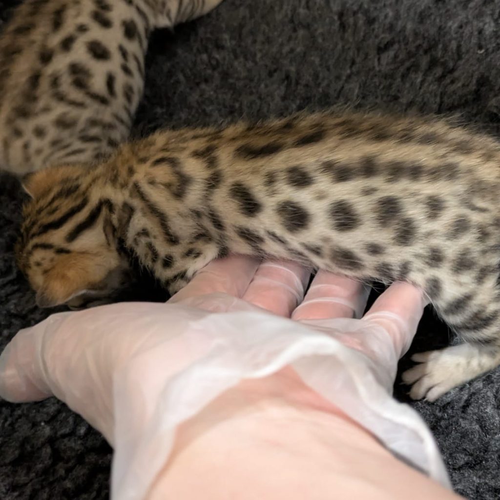 Chaton Bengal Brown Pardus Dei