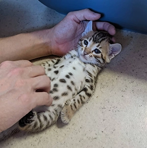 chaton bengal Pardus Dei
