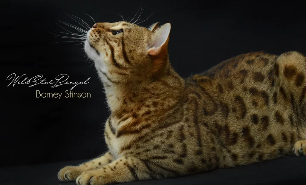 Chat Bengal Brown Pardus Dei