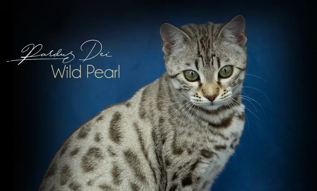 Chat Bengal Snow Sepia Pardus Dei