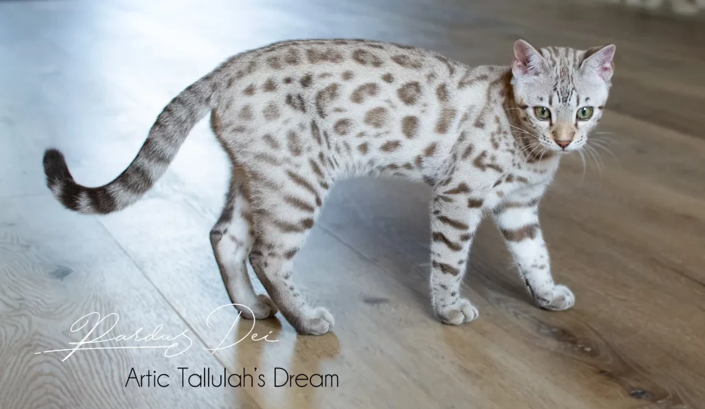Chat Bengal Snow Pardus Dei