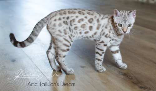 chaton bengal mink Dream issus de l'élevage pardus dei près de lyon dans un salon debout de côté gauche en train de jouer Dream 18