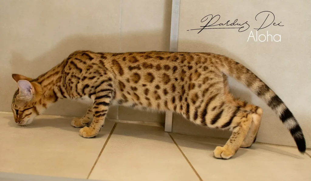 Chat Bengal Snow Pardus Dei