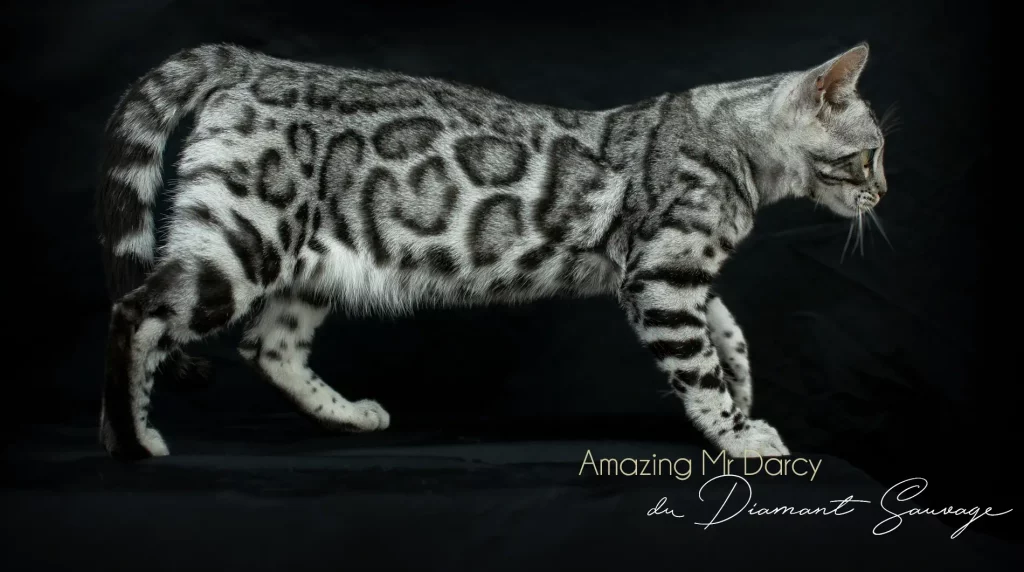 Chat Bengal silver Pardus Dei