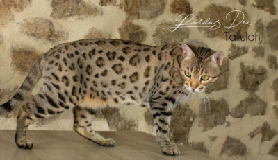 Tallulah chat Bengal Brown issus de la chatterie Pardus Dei près de Lyon devant un mur en pierre debout de coté très fière Tallulah 5