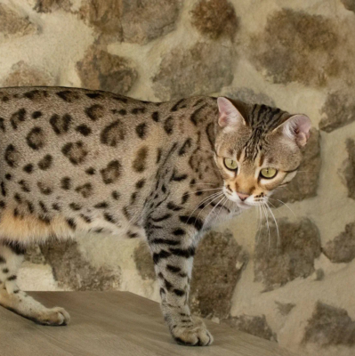 Chat Bengal Brown Pardus Dei