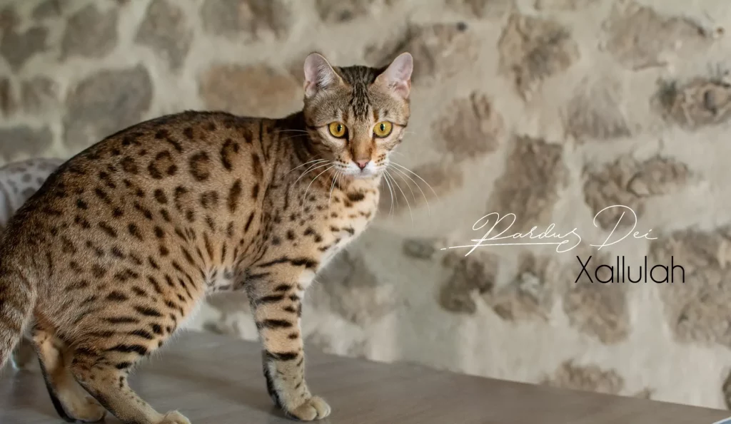 Chat Bengal Brown Pardus Dei