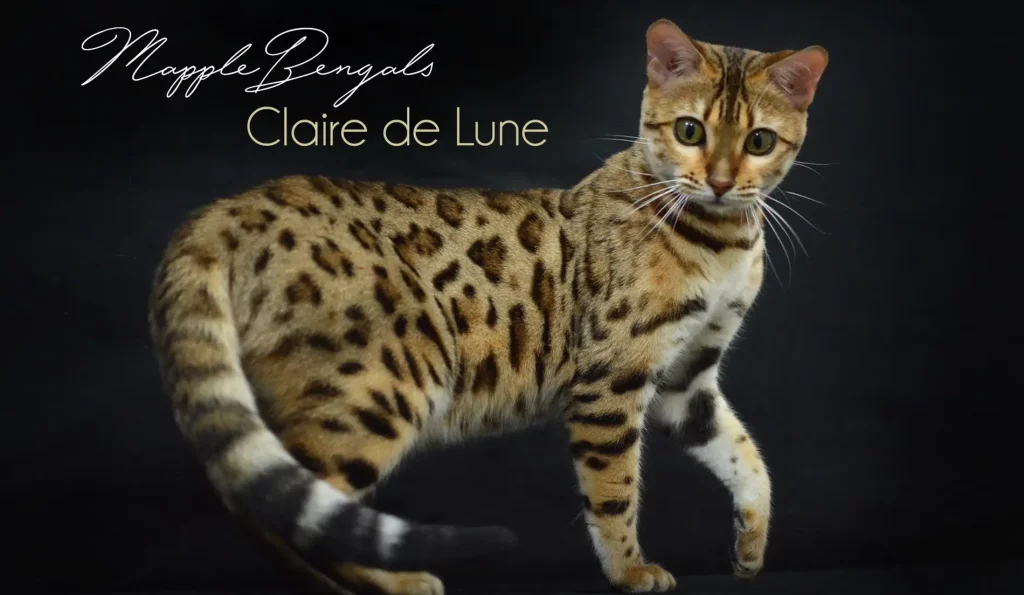 Chat Bengal Brown Pardus Dei