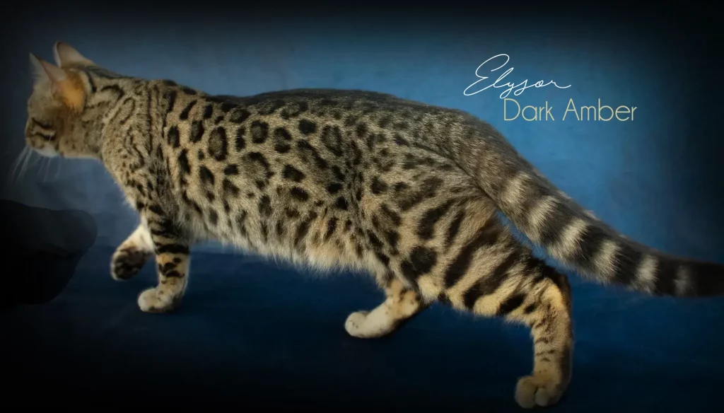 Chat Bengal Brown Pardus Dei