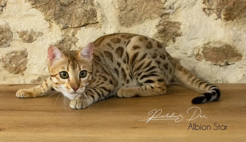 Chat Bengal Brown Pardus Dei