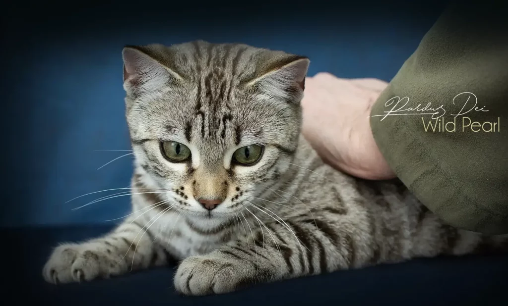 Chat Bengal Snow Sepia Pardus Dei