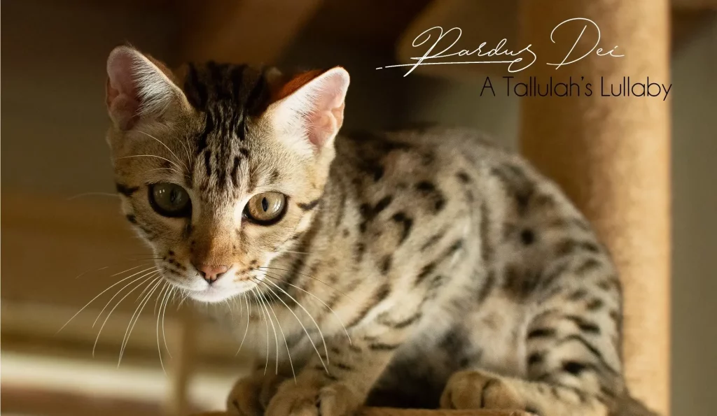 Chat Bengal Snow Pardus Dei