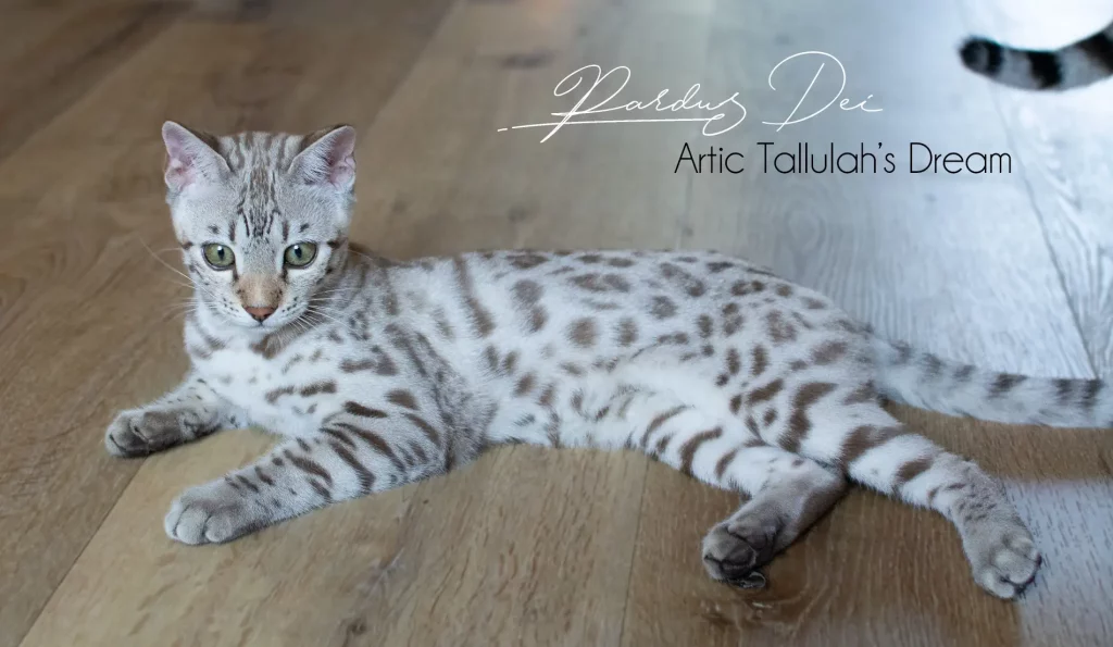 Chat Bengal Snow Pardus Dei