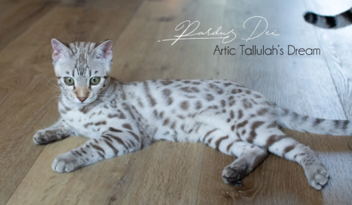 Chat Bengal Snow Pardus Dei Dream 19