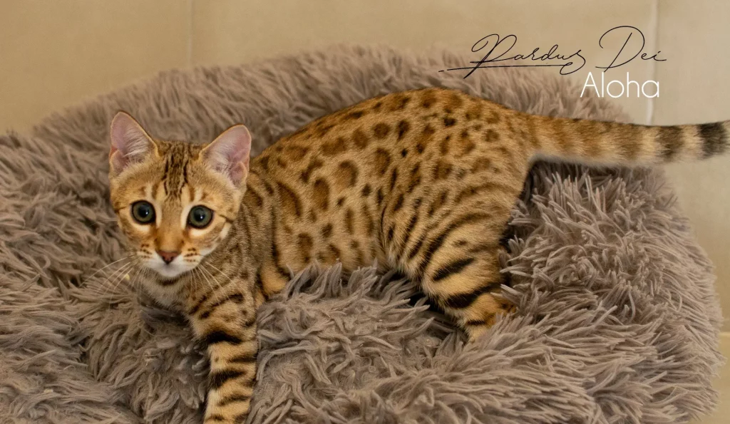 Chat Bengal Snow Pardus Dei