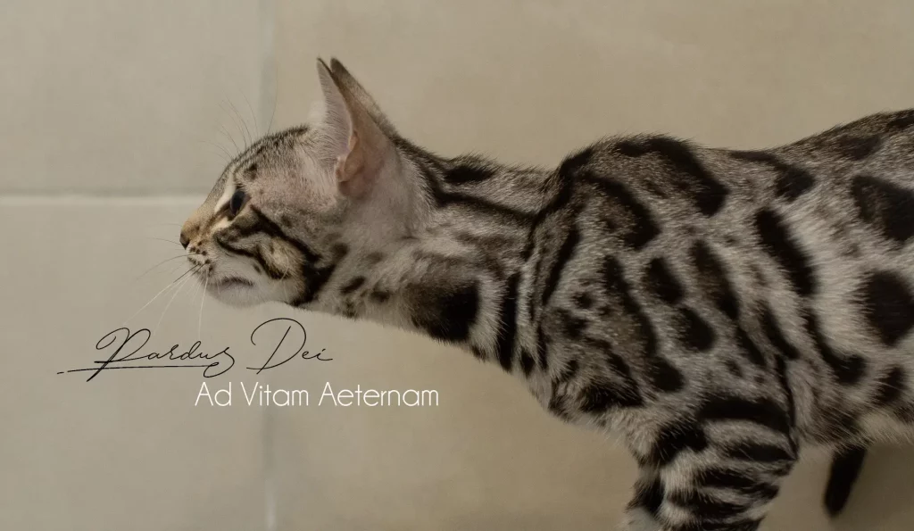 Chat Bengal Silver Pardus Dei