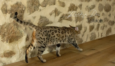 Tallulah chat Bengal Brown issus de la chatterie Pardus Dei près de Lyon devant un mur en pierre debout de coté, qui marche Tallulah 4