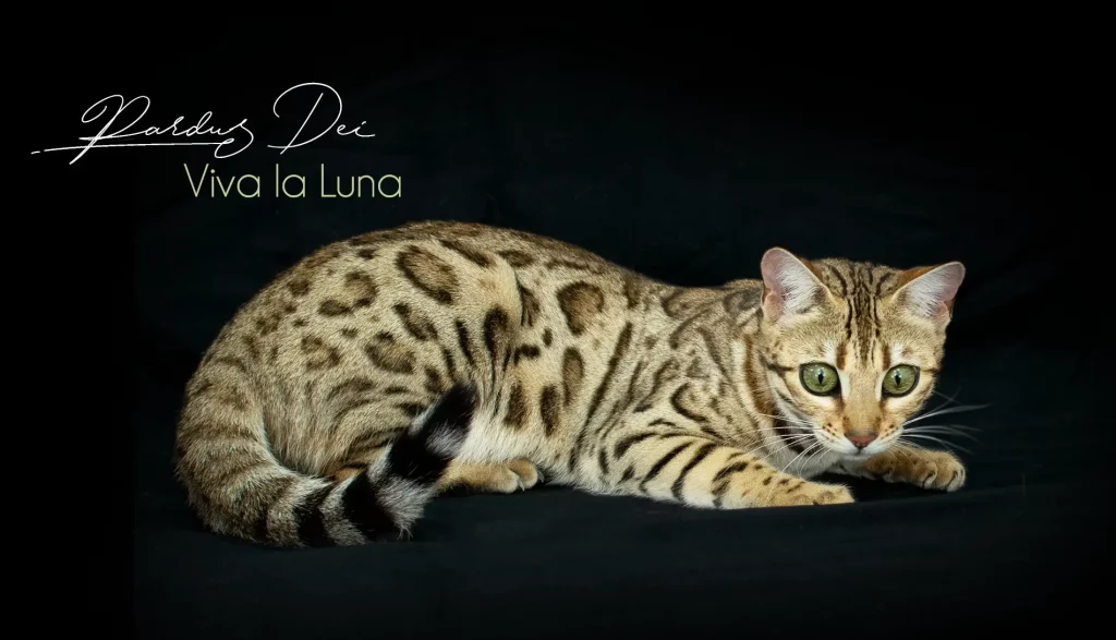 Chat Bengal Brown Pardus Dei