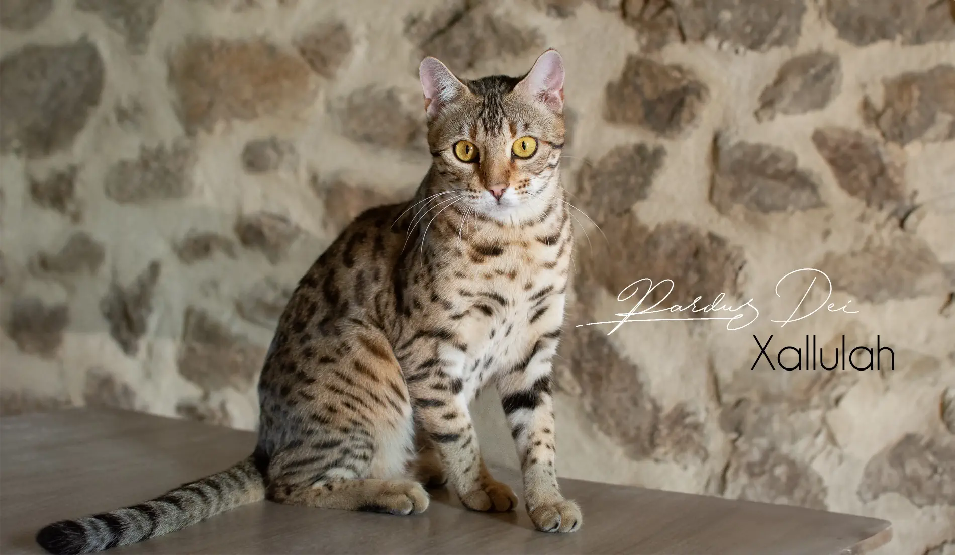 Chat Bengal Brown Pardus Dei